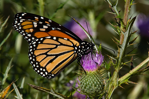Butterflies - Monarch on Thistle