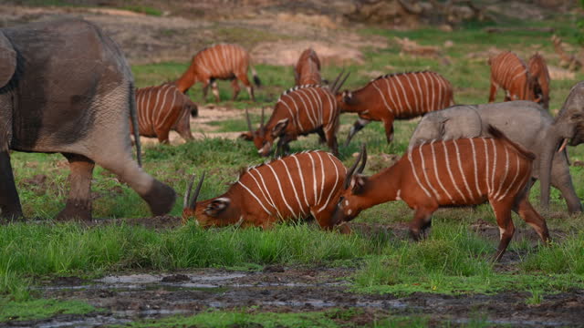 Forest elephants and rare Bongo antelopes at Dzanga Bai