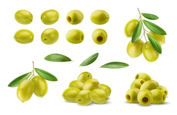 Vector illustration of Realistic isolated green olives, branch and leaves