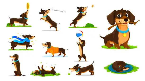 Vector illustration of Cartoon dachshund dog puppy characters vector set