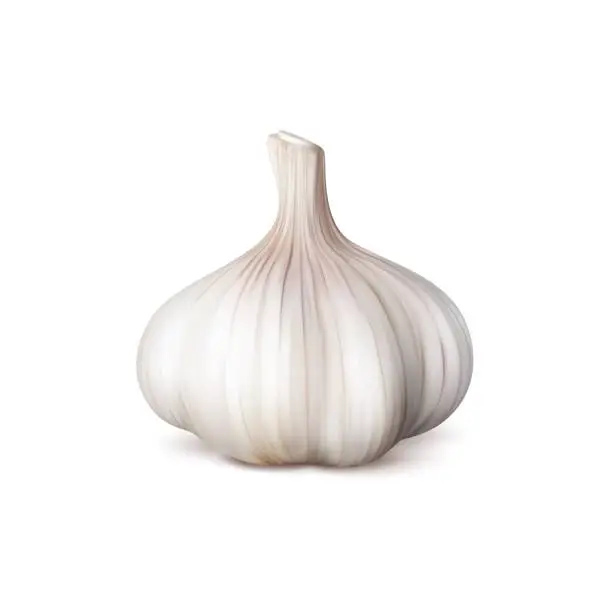 Vector illustration of Ripe realistic whole garlic seasoning vegetable