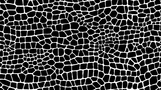 Dinosaur, crocodile and snake reptile skin pattern, vector animal leather background. Black and white crocodile or snake skin texture pattern of python, alligator or cobra leather for fabric print