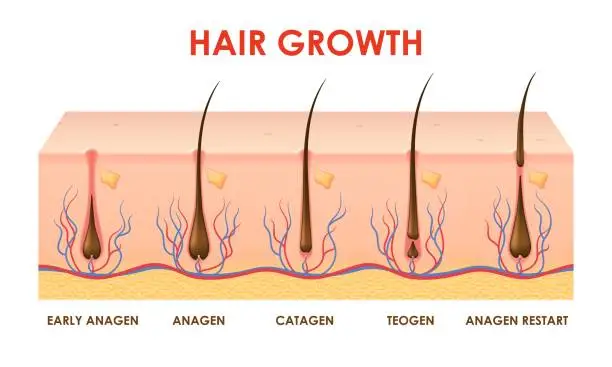 Vector illustration of Hair growth cycle, follicles phase in human scalp