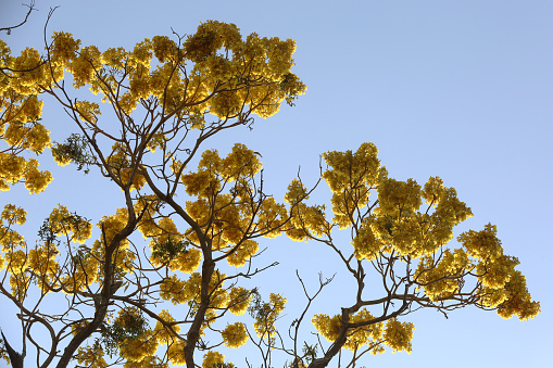 Tabebuia trees with the background of a blue sky
