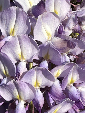 Close up of lavender Wisteria floribunda flowers.