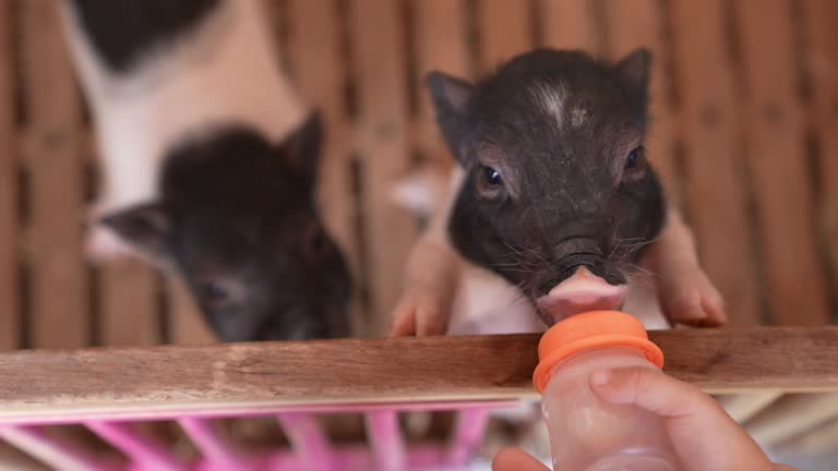 Asian boy feeding pig milk during travel