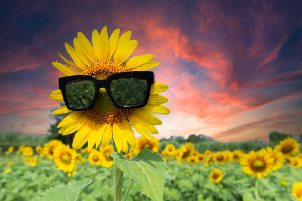 istock Sunset over a sunflower field 2116122134
