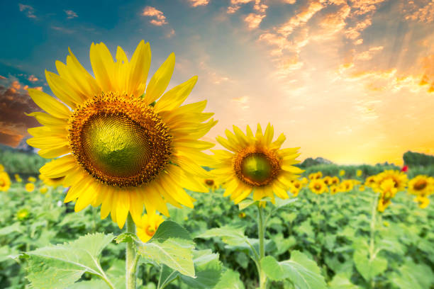 Sunset over a sunflower field