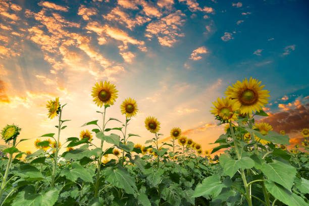 istock Sunset over a sunflower field 2116124760