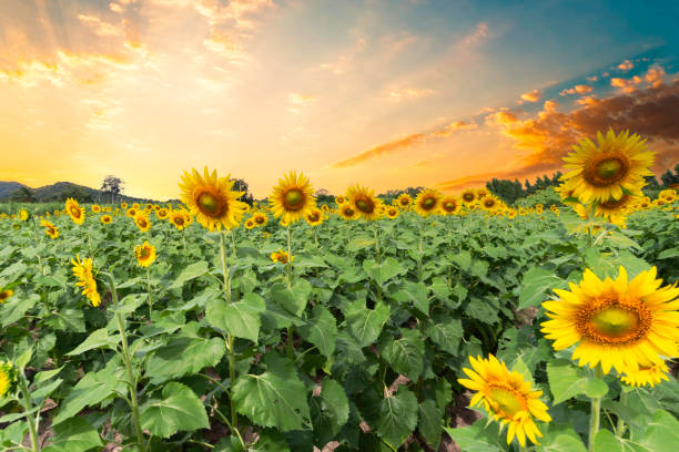 Sunset over a sunflower field