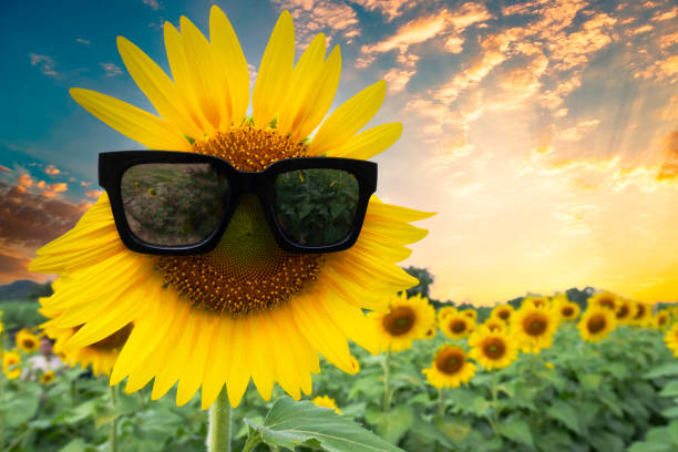 Sunset over a sunflower field