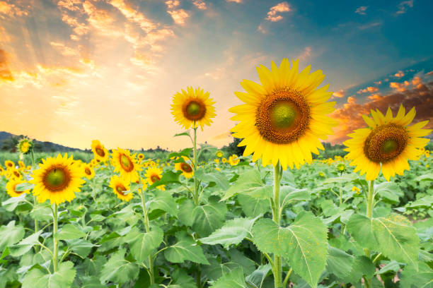 istock Sunset over a sunflower field 2116126279