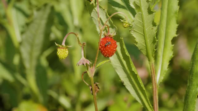 Southern Urals, strawberries (Fragaria vesca) in the grass.