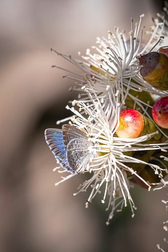 Common Grass Blue Butterfly on a flowering gum tree