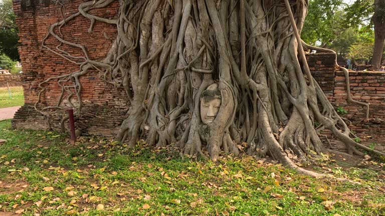 Ancient Tree Enveloping Buddha Head