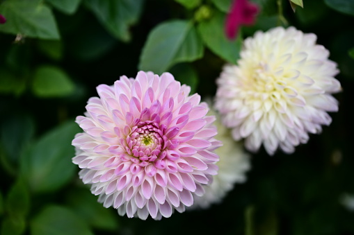 Pot Mums (Chrysanthemum morifolium Ramat.), are popular ornamental flowers with large, long-lasting blooms. Symbolizing everlasting love, they're frequently used in wedding arrangements.
