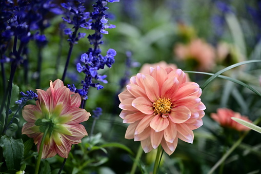 Study of pink and white dahlia in flowerbed, summer