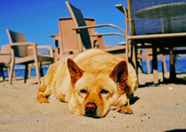 Dog enjoying the spring sun on the beach in them morning in Peraia, Thessaloniki, Greece