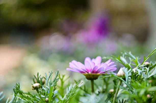 A close-up of Blue-eyed daisy, a daisy-like flower native to southern Africa, blooms in various colors from spring to autumn, making it popular for gardens and floral arrangements.
