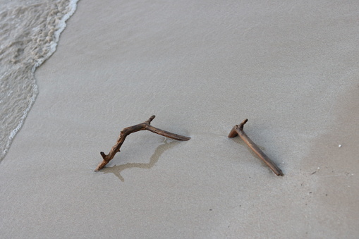 Driftwood on the morning beach
