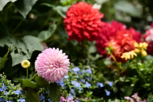 Pot Mums (Chrysanthemum morifolium Ramat.), are popular ornamental flowers with large, long-lasting blooms. Symbolizing everlasting love, they're frequently used in wedding arrangements.