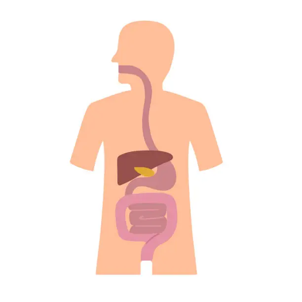 Vector illustration of Digestive system icon clipart avatar logotype isolated vector illustration