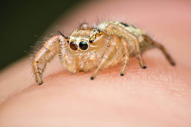 istock Colorful jumping spider on human hand 2116205647