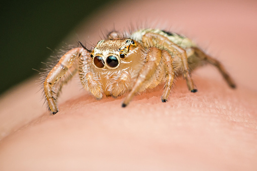 Close up a colorful jumping spider on human hand, macro shot, selective focus,Thailand.