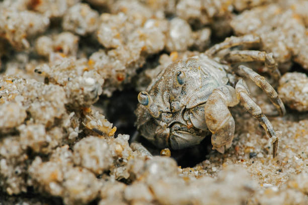 istock Sand Crab bubblers appear on the sand of the beach 2116206165