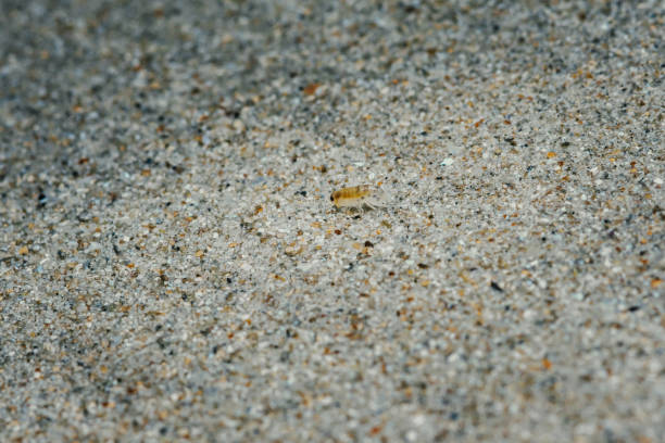 Sand flea or Sand hopper on the sea sand.