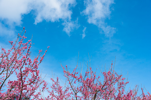Cherry blossom, Pink Sakura blossom over blue sky background.