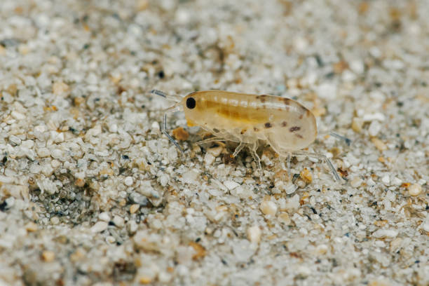 istock Sand flea or Sand hopper on the sea sand 2116206179