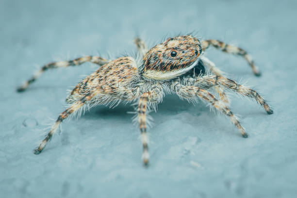 istock Colorful jumping spider on cement floor 2116206694