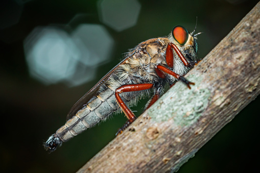 A robber fly on branch and dark background, Red eyes, Nature background, Big eye insect, Thailand.