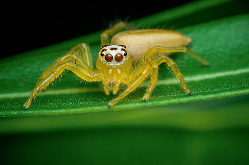 Inquisitive-looking brown spider sitting on a leaf.