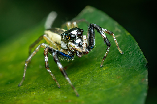 Garden Spider, Macro Animal Kingdoms, Animal in The Wild