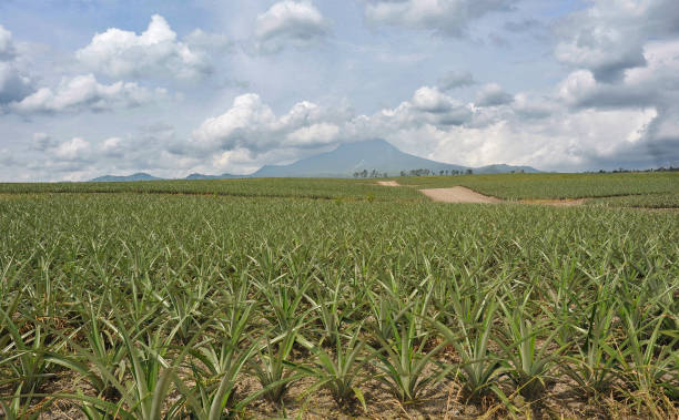 istock Fields of a Dole Pineapple Plantation 2116242073