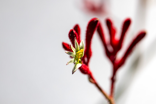Beautiful red Kangaroo Paw in sunlight, background with copy space, full frame horizontal composition