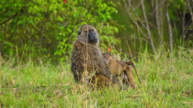Baboon Nurturing Infant on Lush Savannah at Masai Mara Reserve