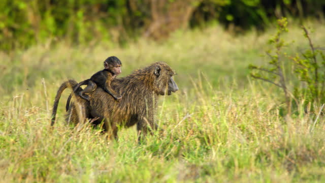 Mother Baboon Carrying Infant Walks with Young Ones on Grassy Savannah at Masai Mara Reserve