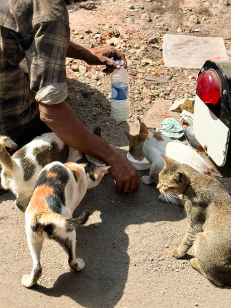 Midsection Of Man Feeding Lions