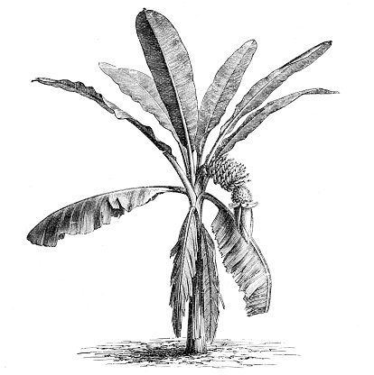 Banana plant - engraving 1881