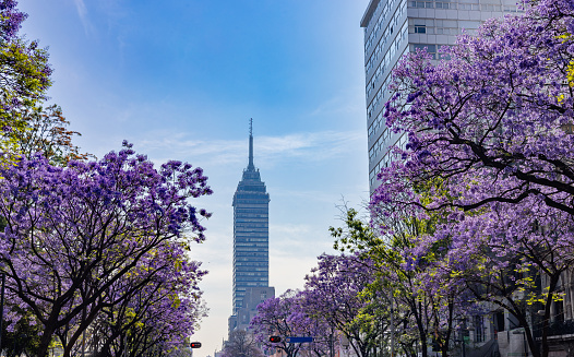 Details of the Jacarandas blooming in Mexico City with Torre Latinoamericana background
