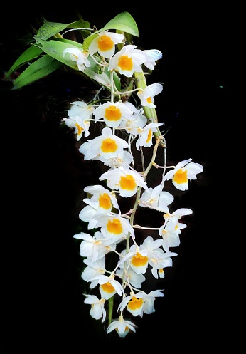 Dendrobium farmeri, commonly known as Farmer's dendrobium is a species of orchid native to Asia. These are known for clusters of pendulous flowers with white petals and vibrant yellow lip.