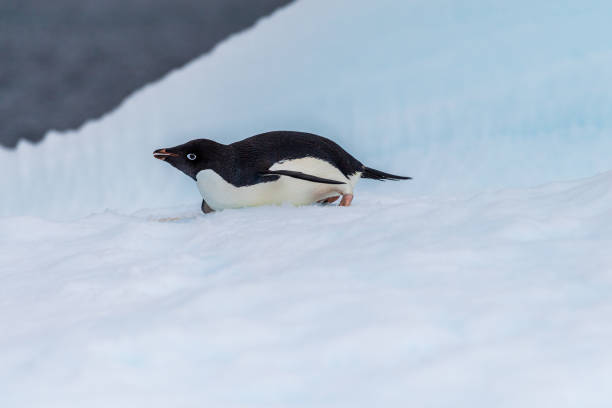 istock Adelie Penguin standing on an iceberg 2116335331