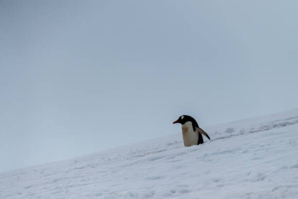 istock Gentoo colony at Danco Island 2116335758