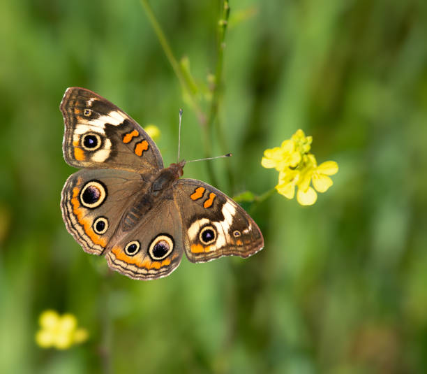 Common Buckeye butterfly feeding on yellow spring flowers
