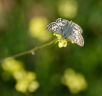Common Checkered-Skipper (Pyrgus communis) feeding on yellow wildflowers on a sunny spring day.