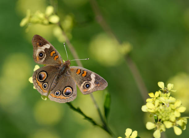 istock Common Buckeye butterfly feeding on yellow spring flowers 2116347407