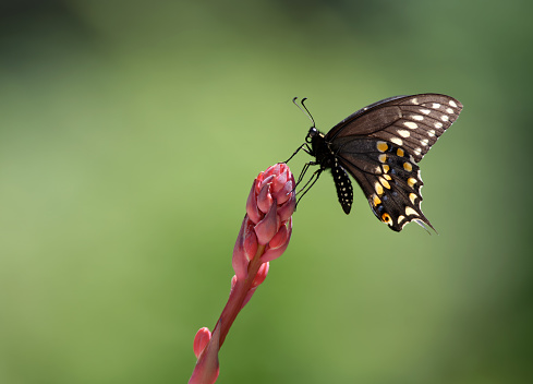 Black Swallowtail butterfly (Papilio polyxenes) feeding on red yucca flower. Natural green background with copy space.